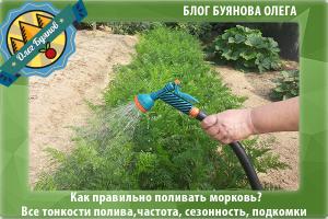 Как часто поливать морковь – советы опытных садоводов и любителей