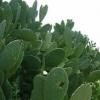 Рекомендации по выращиванию кактуса - 