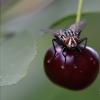 Сроки обработки и правила борьбы с вишневой мухой Вишневая муха борьба препараты