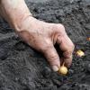 Как правильно садить лук, чтобы выросли крупные луковицы На какую глубину сажать лук под зиму