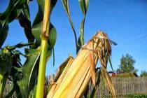 Ранняя сахарная кукуруза: выращивание, удобрение, уход