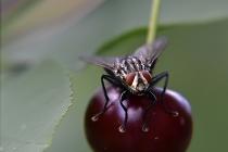 Сроки обработки и правила борьбы с вишневой мухой Вишневая муха борьба препараты