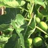 Посадка и выращивание инжира в открытом грунте на украине
