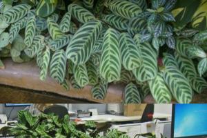 Секреты успешного выращивания строманты в домашних условиях Строманта триколор уход в домашних условиях