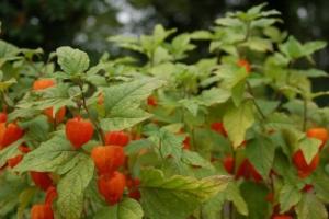 Физалис: характеристики съедобных и декоративных видов, условия выращивания Как называется растение с оранжевыми коробочками