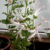 Необычные цветы «лилии» — нерине и шпрекелия Семенное размножение нерине