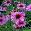 Универсальный цветок эхинацея — уместен в любом саду Эхинацея уход в домашних условиях